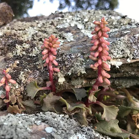 Naranjos Eco Rurales *