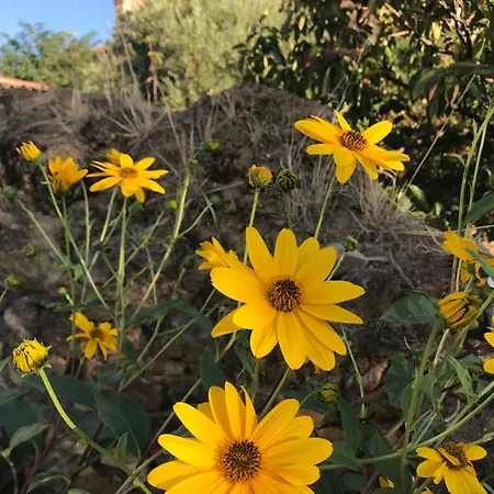 公寓 Naranjos Eco Rurales *