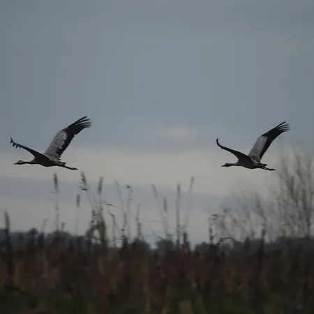 Naranjos Eco Rurales *