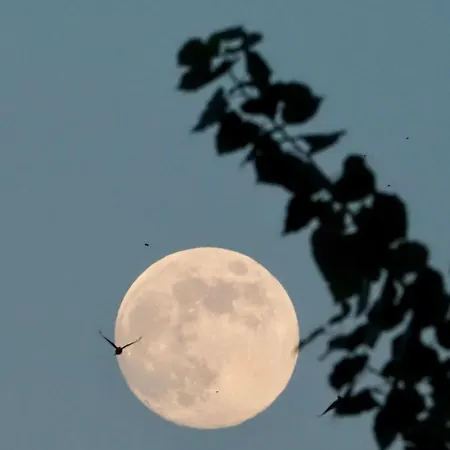 Apartamento Naranjos Eco Rurales