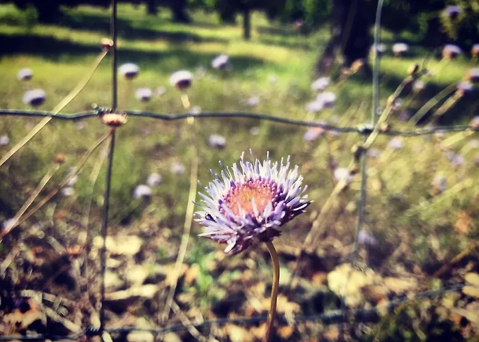 Apartment Naranjos Eco Rurales