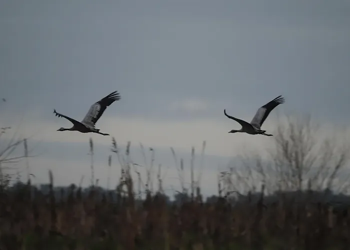Naranjos Eco Rurales *