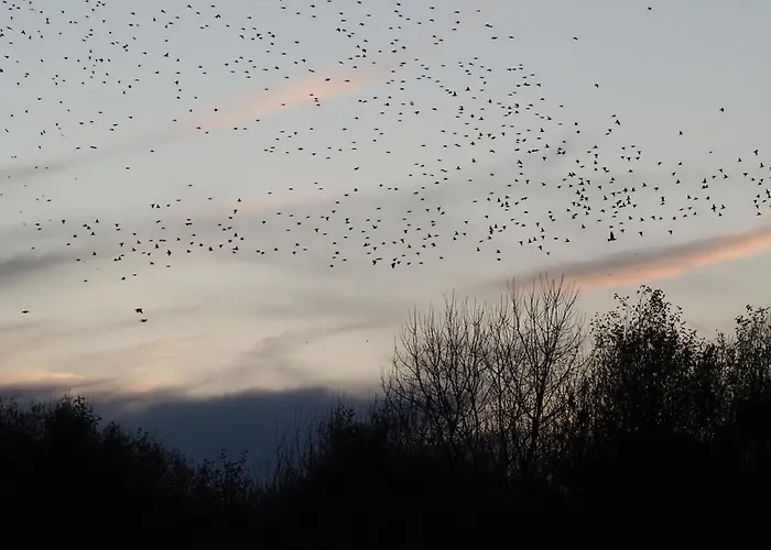 Naranjos Eco Rurales *