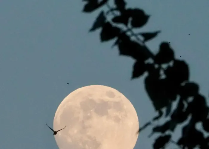Apartment Naranjos Eco Rurales